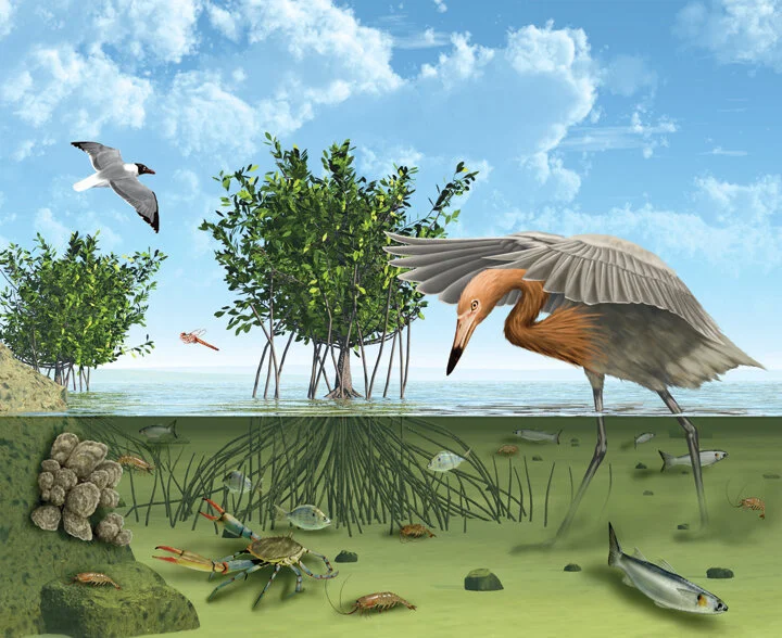 Intertidal lage web.jpg