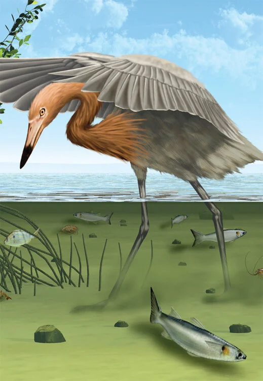 Intertidal sm web.jpg