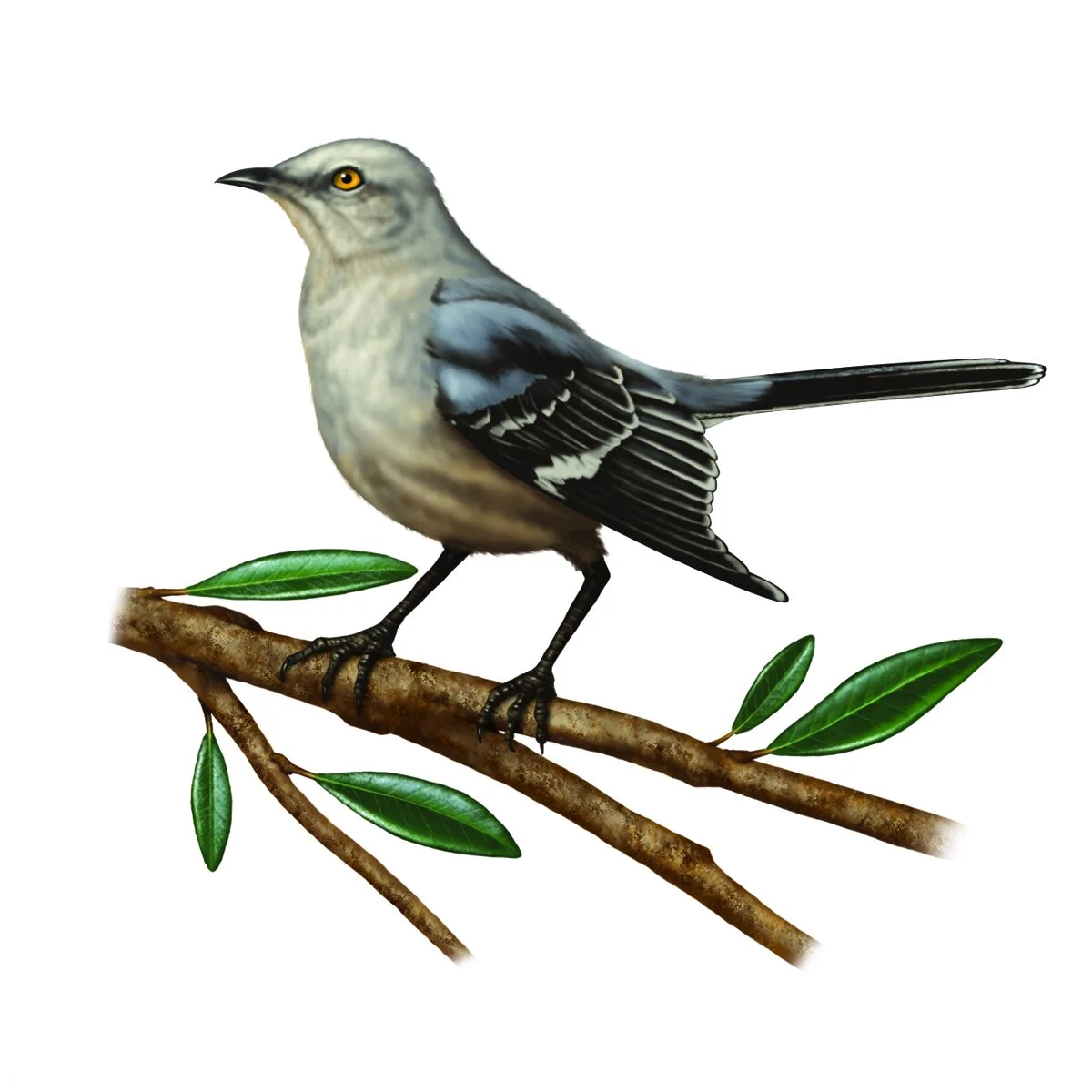 Mockingbird2 web.jpg