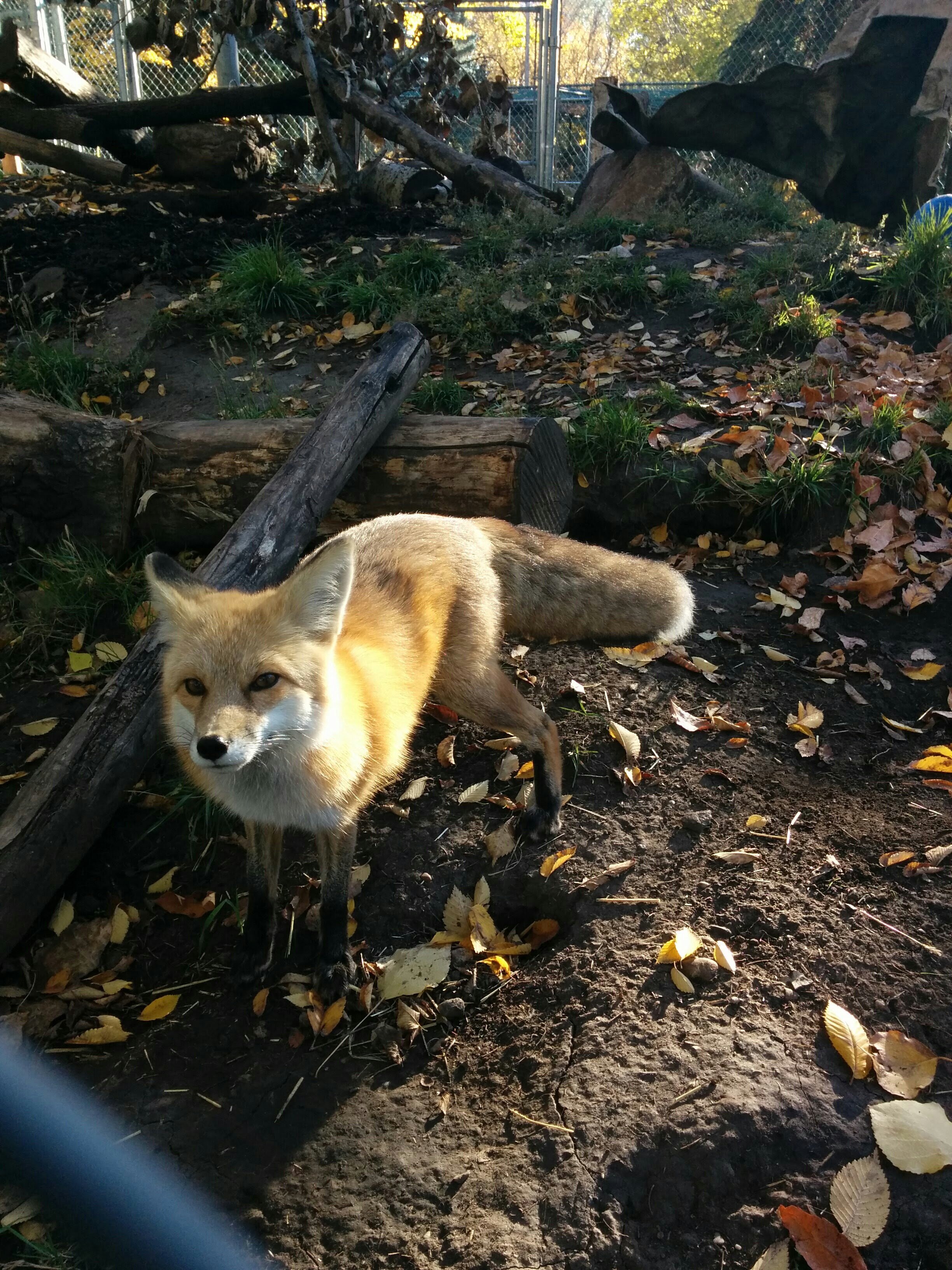  Red Fox ( Vulpes vulpes ), Edmonton Valley Zoo 