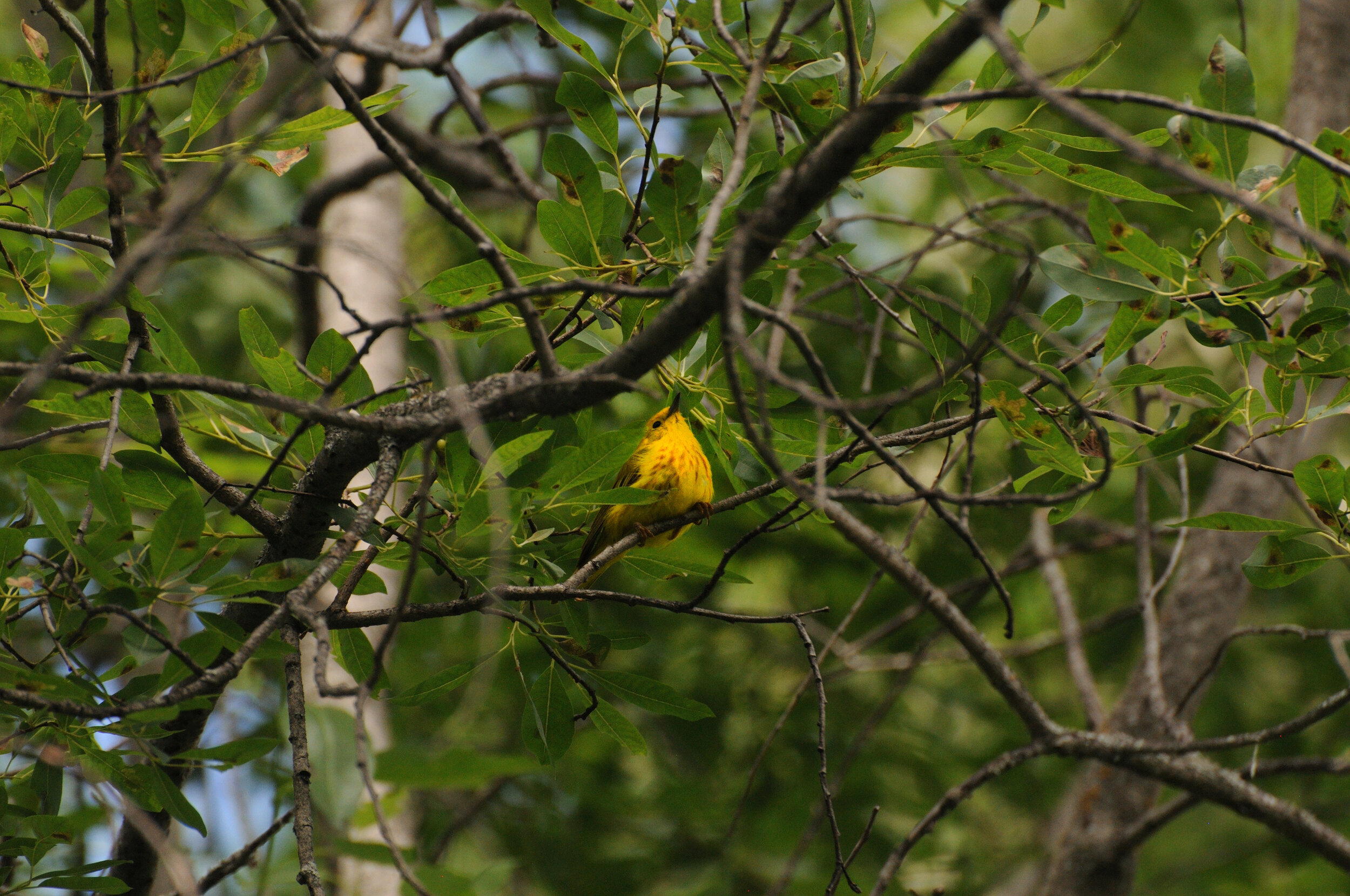  Yellow Warbler ( Setophaga petechia ) 