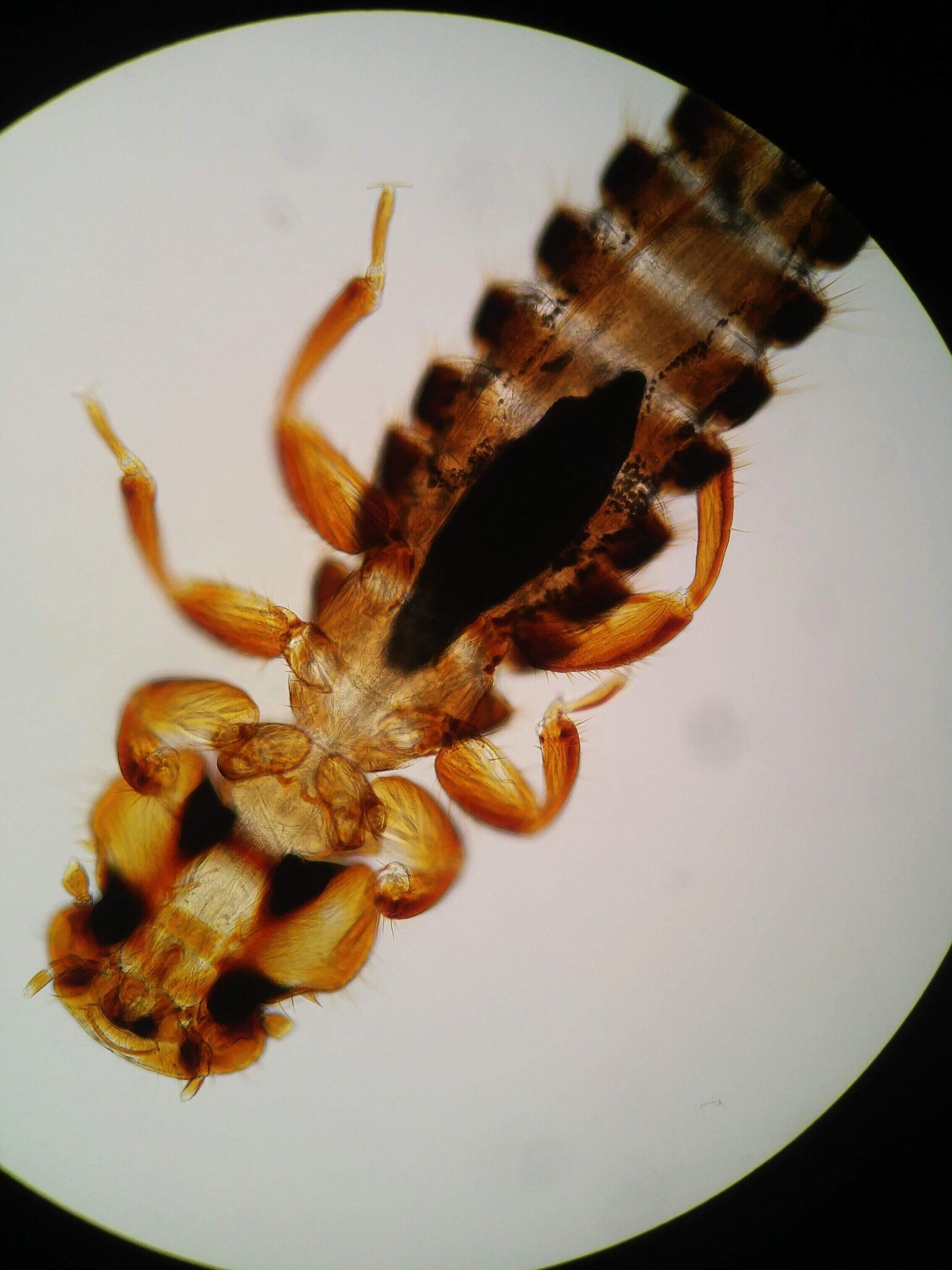   Colpocephalum uncipherum . Chewing louse from the wing of a white pelican ( Pelecanus erythrorhynchos ). 