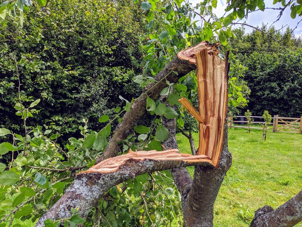 broken-plumb-tree.jpg