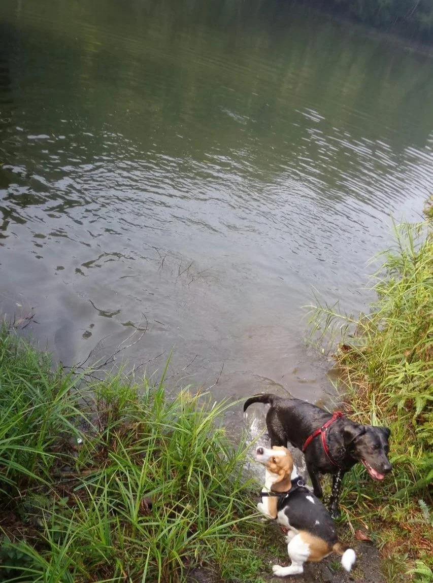👉 This was a hike before the closure of the "forbidden" trail. Con and Joep (Labrador) are from the Netherlands. When we posted a short &rdquo;Would you let your dog swim in the lake?&rdquo; &hellip; it reminded me of this hike &hellip; wa