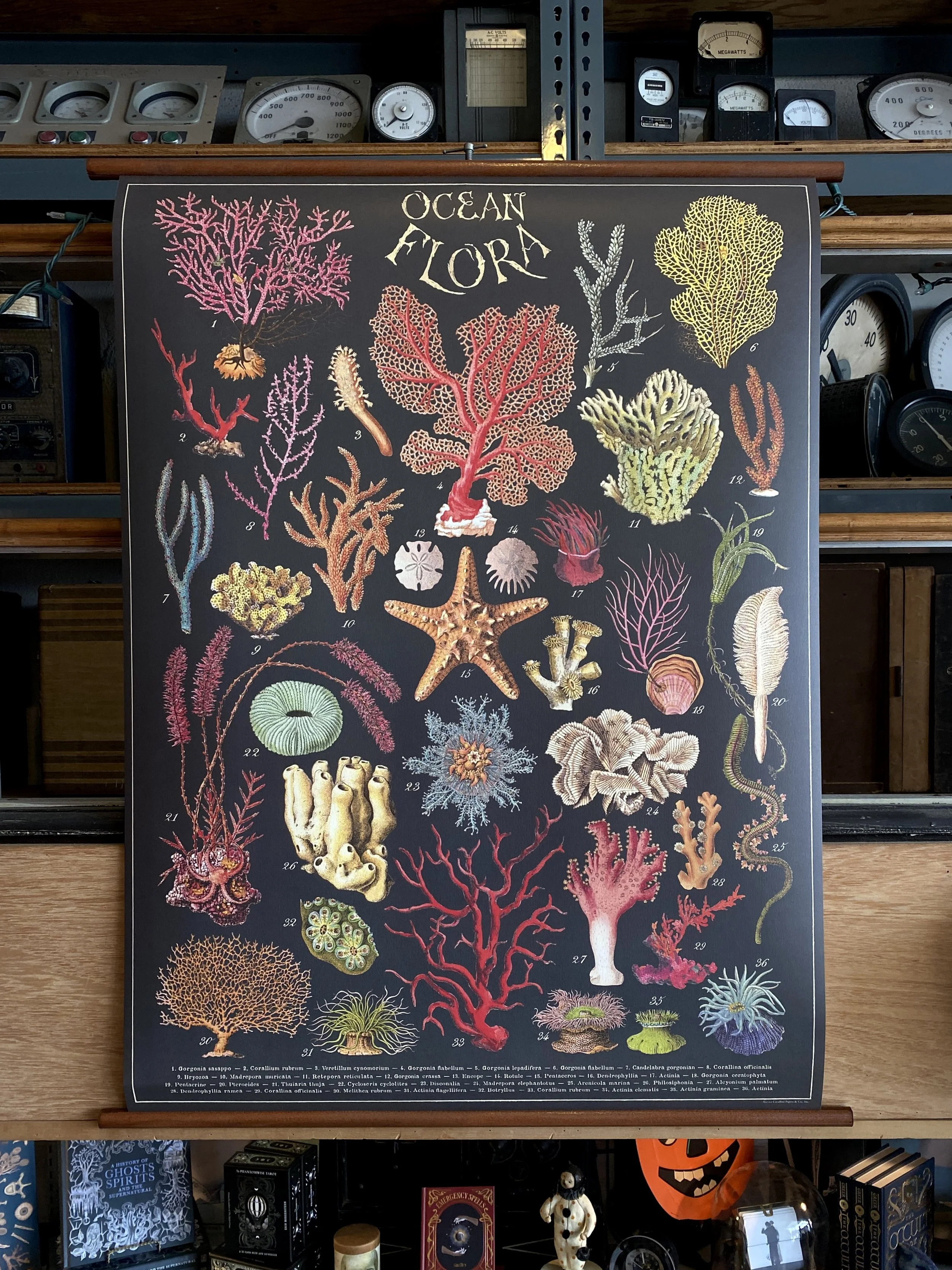 OCEAN FLORA SCHOOL CHART