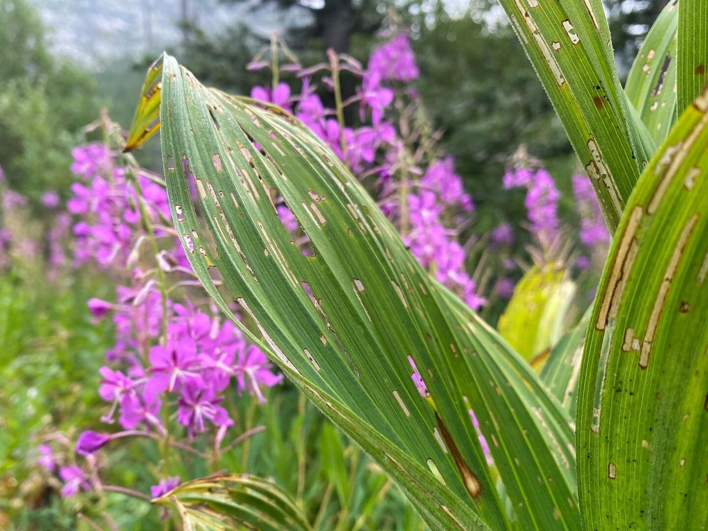 A couple nights at an alpine lake with end of summer plants // hiking up through meadows // and then higher up through the trees // where there was a fire not too long ago // reached the lake // Echo with stick among the bear grass // my tent spot //