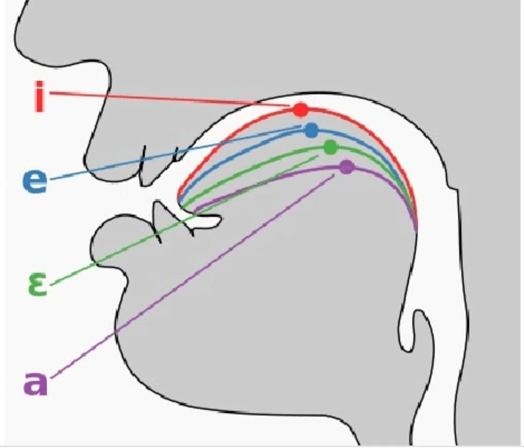 Tongue positions!
▪
Another topic I could spend days talking about! The importance, why we need to know this, how this can create more pharyngeal freedom, etc!! 
▪
I was once told to imagine a black box starting under my nose covering down to the bas