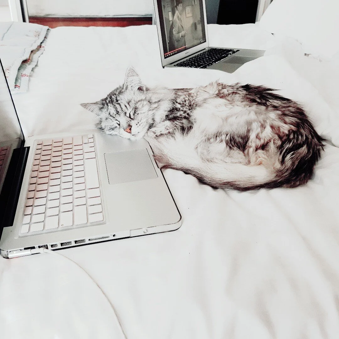 Some of us have different uses for the tools of the trade.
😂 😹

#catnap#workingfrombed#writing#writer#thegoodstoryco