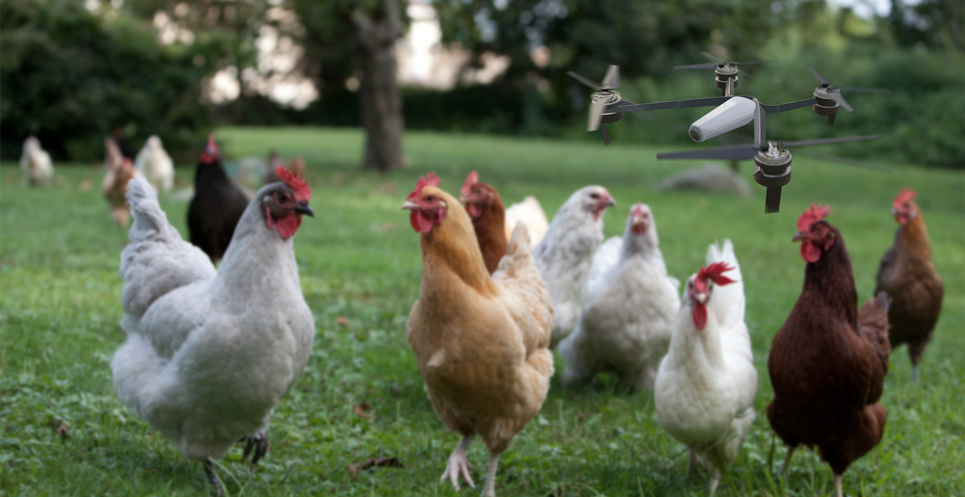 Chicken_Motion Blur4.png