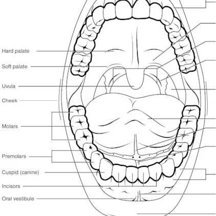 The Shape of Your Teeth