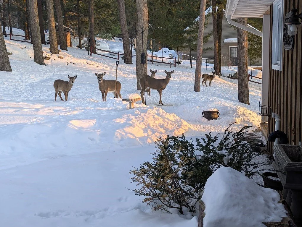 Deer (Custom).jpg