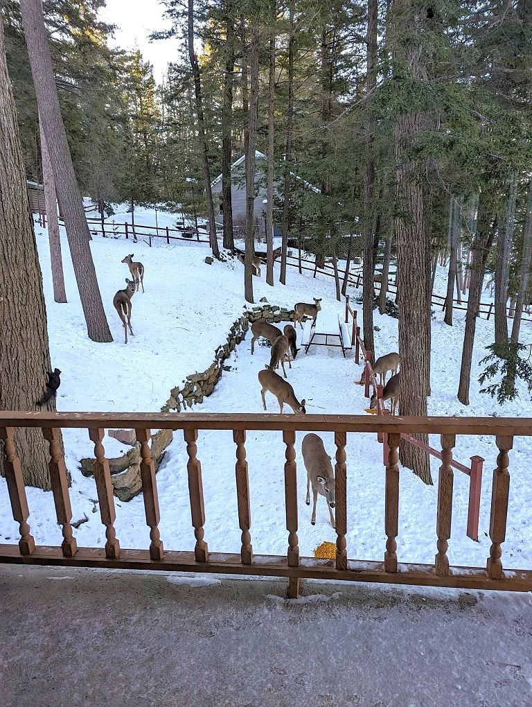 Deer - Feed 'em and they'll come (Custom).jpg