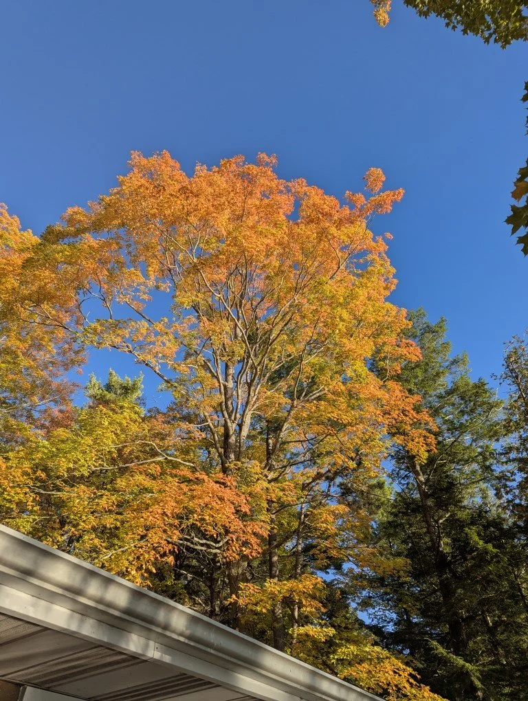 Fall Colours (Custom).jpg