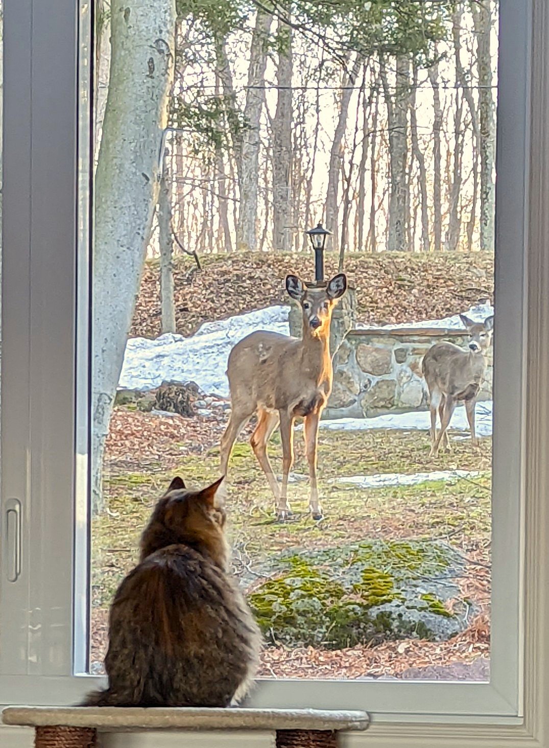 Deer and Cat.jpg