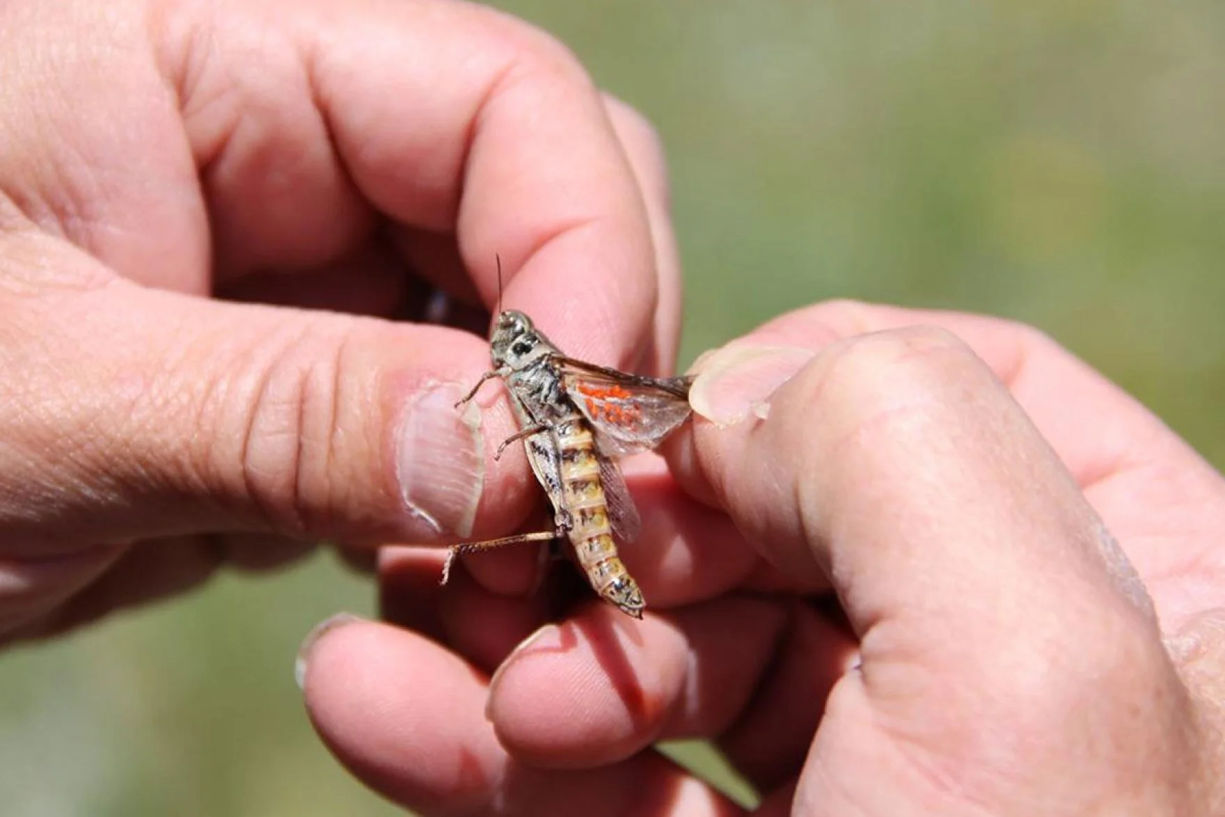 Grasshopper