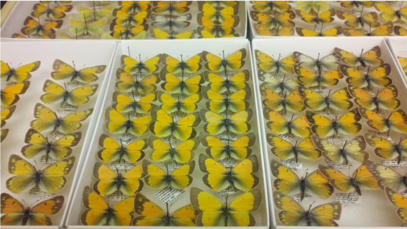 Museum specimens of Colias meadii that tell the story of responses to decades of climate change.