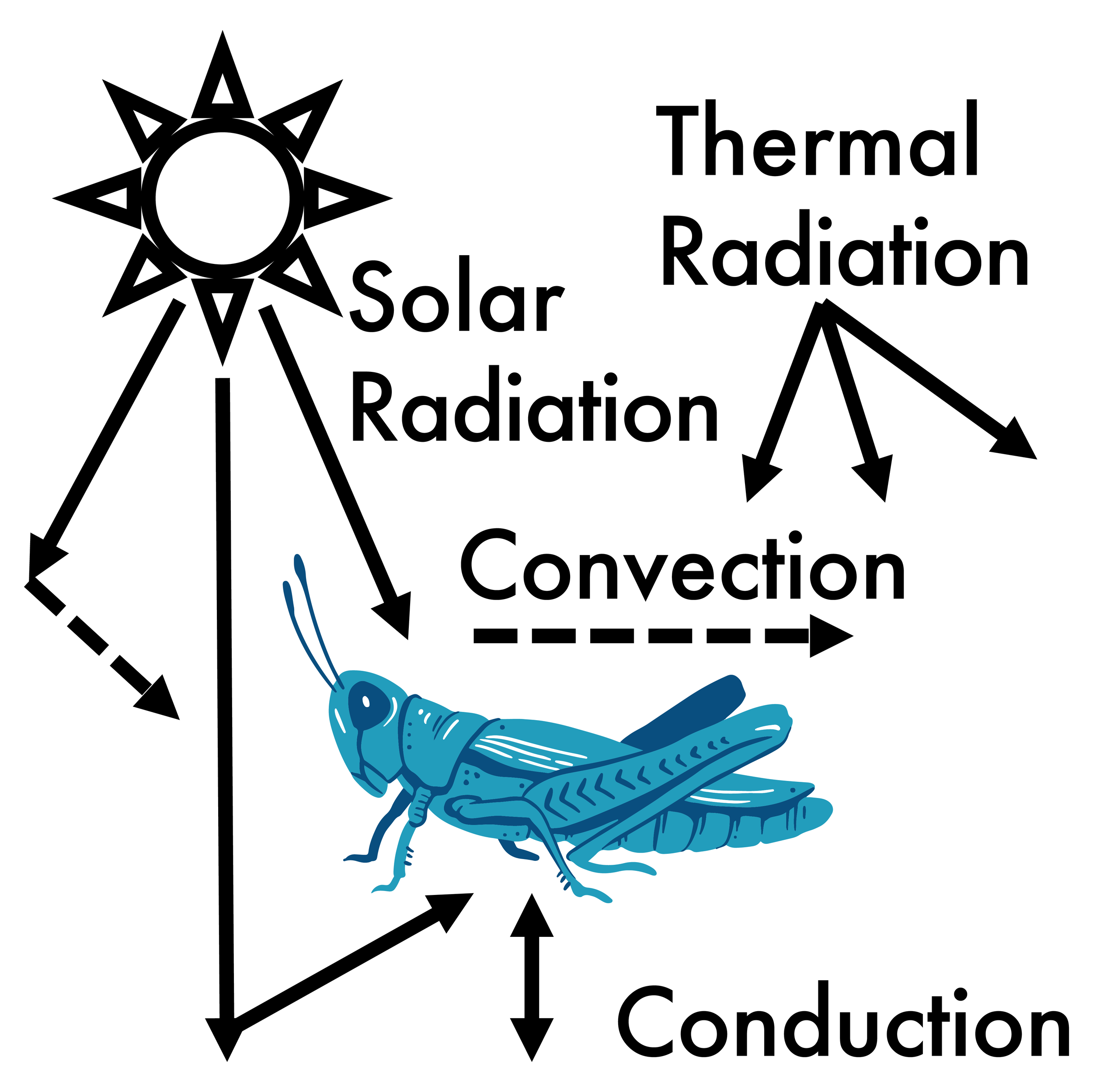 Grasshopper biophysical model