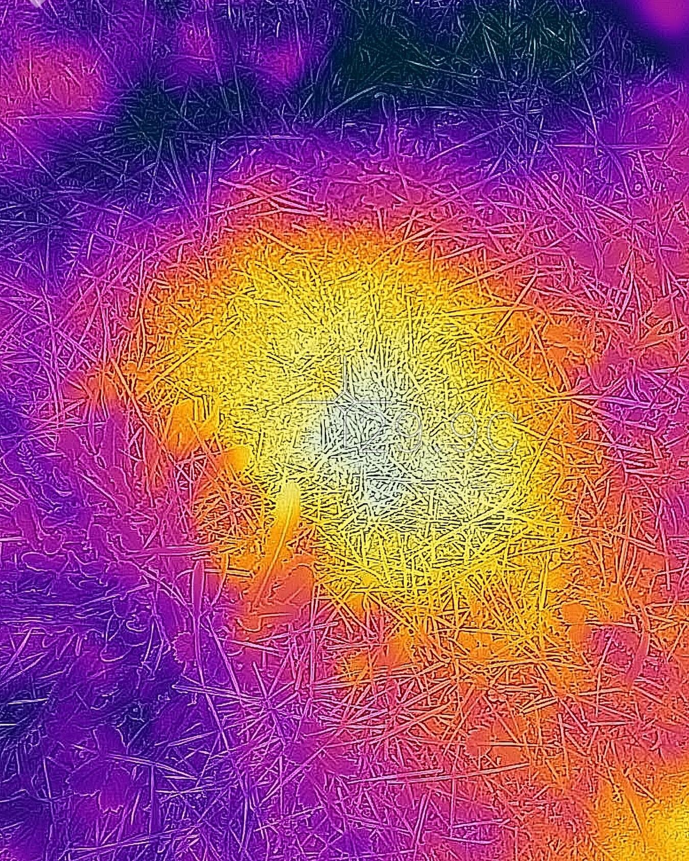 Ant mound at the elevation of 4100 ft at 9 am. Metabolic heat and the well-insulated thatched keep them warm in the morning. #flirone #thermalecology