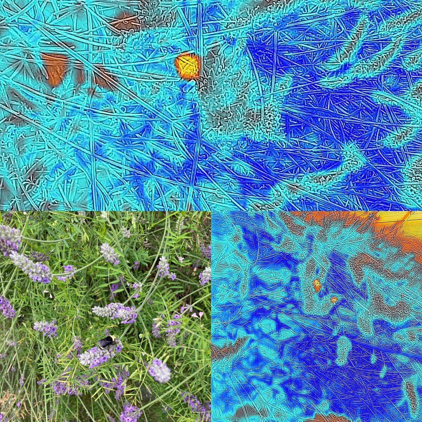 Those bright orange fireballs in the thermal images are bees. So many have discovered our blooming lavender. Buzzing as background music. Amazing how much their muscle vibrations can warm up their bodies. #thermalecology #flirone #flironepro #nature 