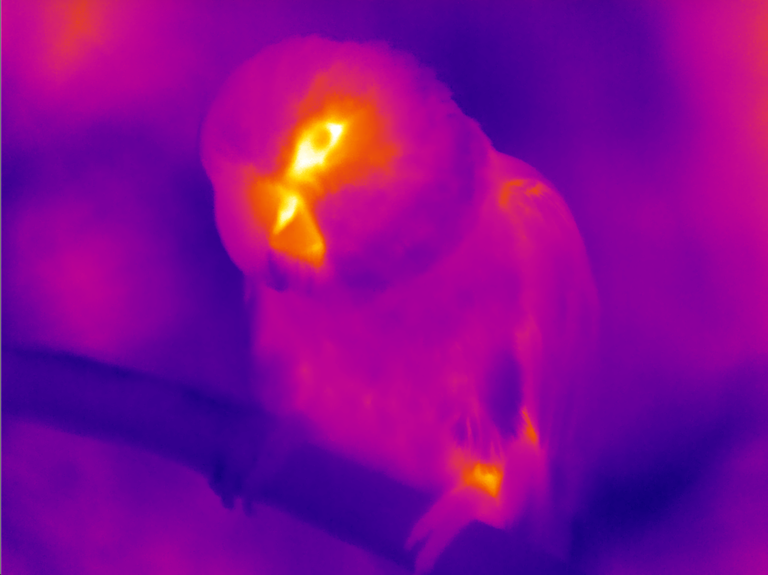 IR image 3