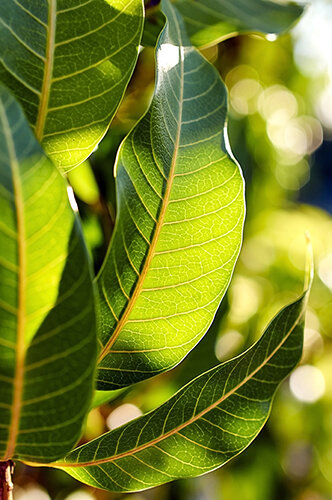 mango leaves.jpg