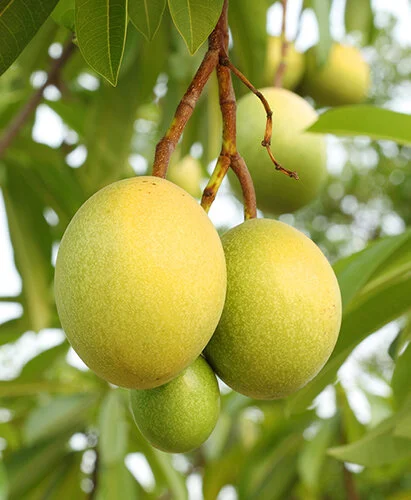 mangoes-hang.jpg