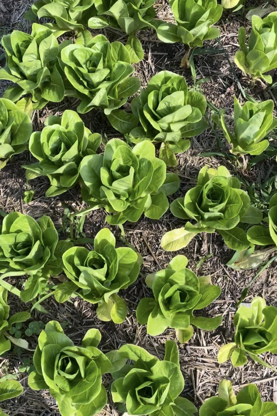 Sweet Ring Farm Organic Lettuce.jpeg