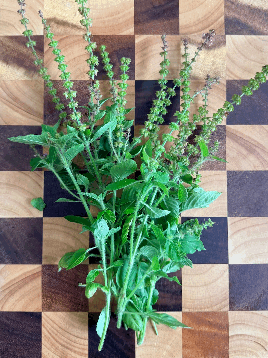 Tulsi, Holy Basil