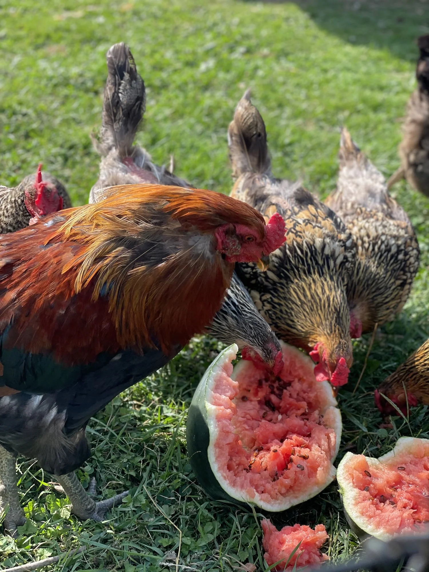 Sweet Ring Farm Chickens.jpeg