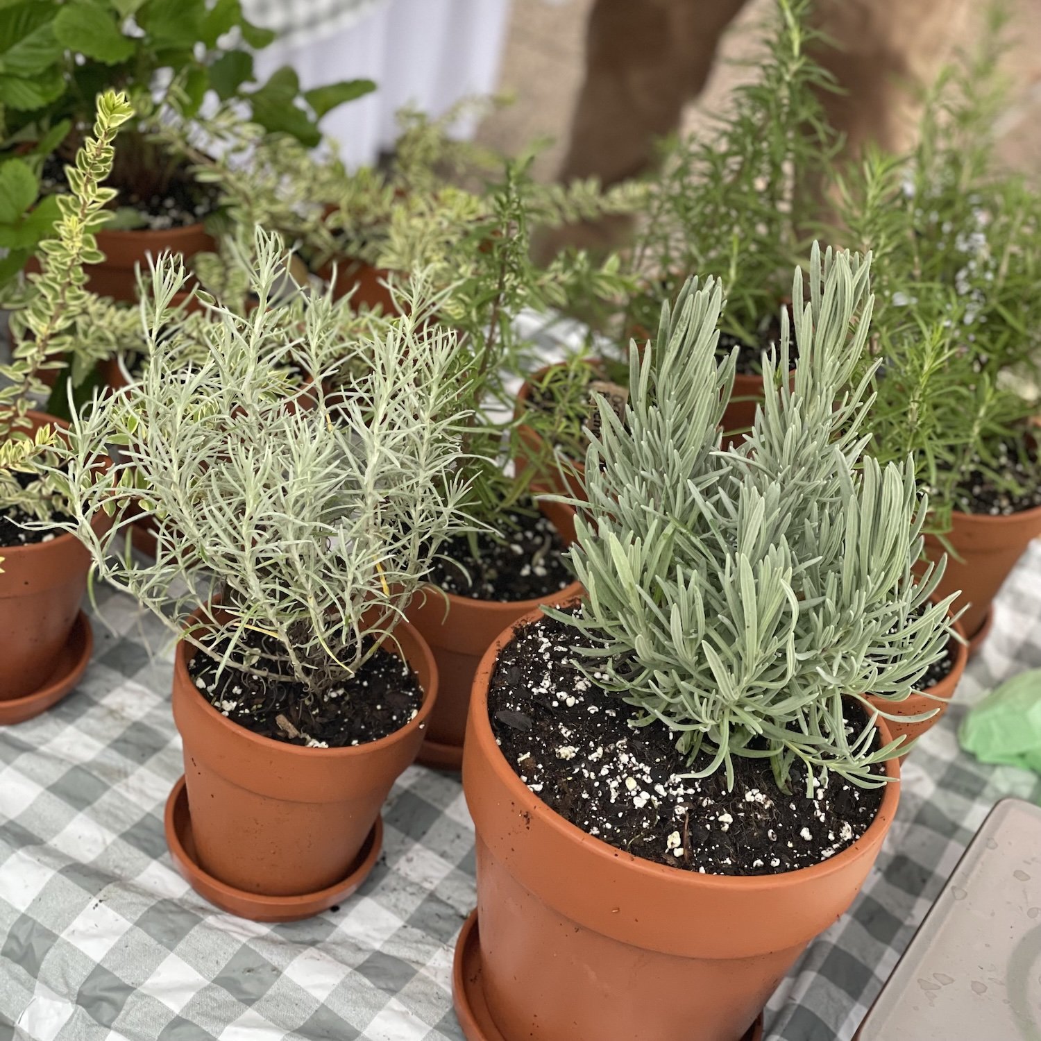Sweet Ring Farm Potted Plants.jpeg