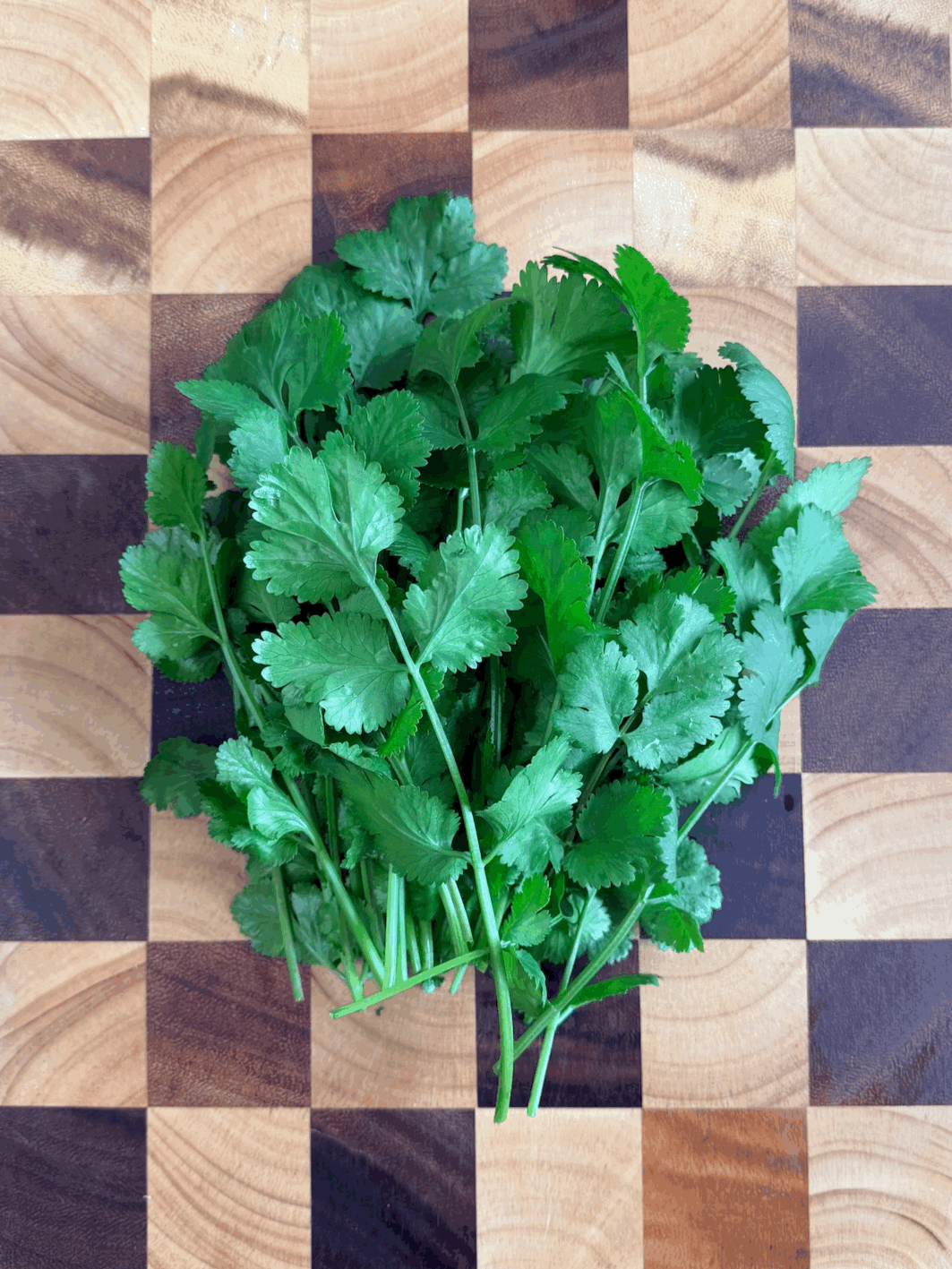 Cilantro