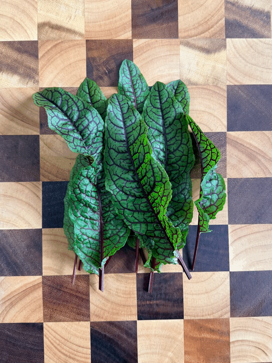 Red-Veined Sorrel