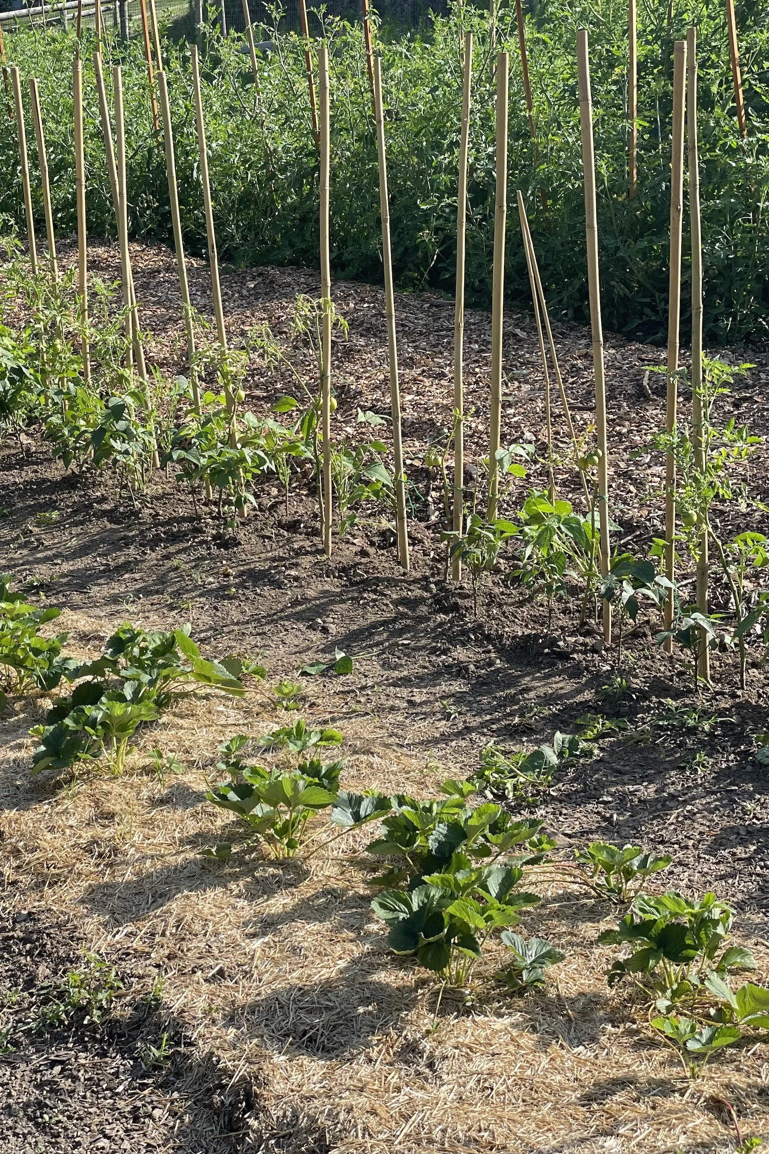 Sweet Ring Farm Organic Market Garden.jpeg