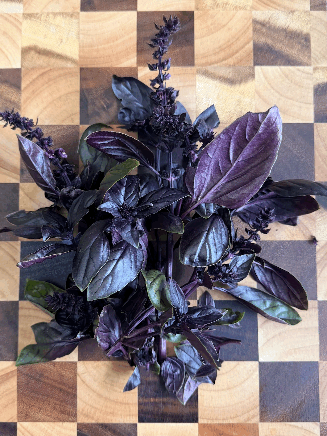 Purple Basil