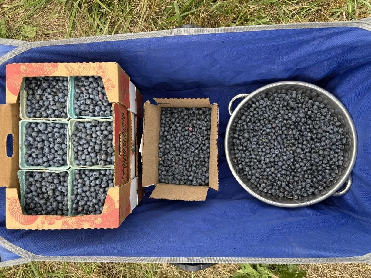 Blueberries+gleaned+at+Bow+Blueberries+Tahlia+Honea.webp