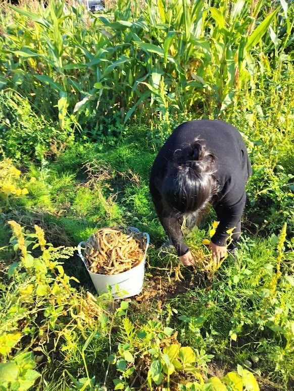 Farmworker Gardens: "Not for Money"