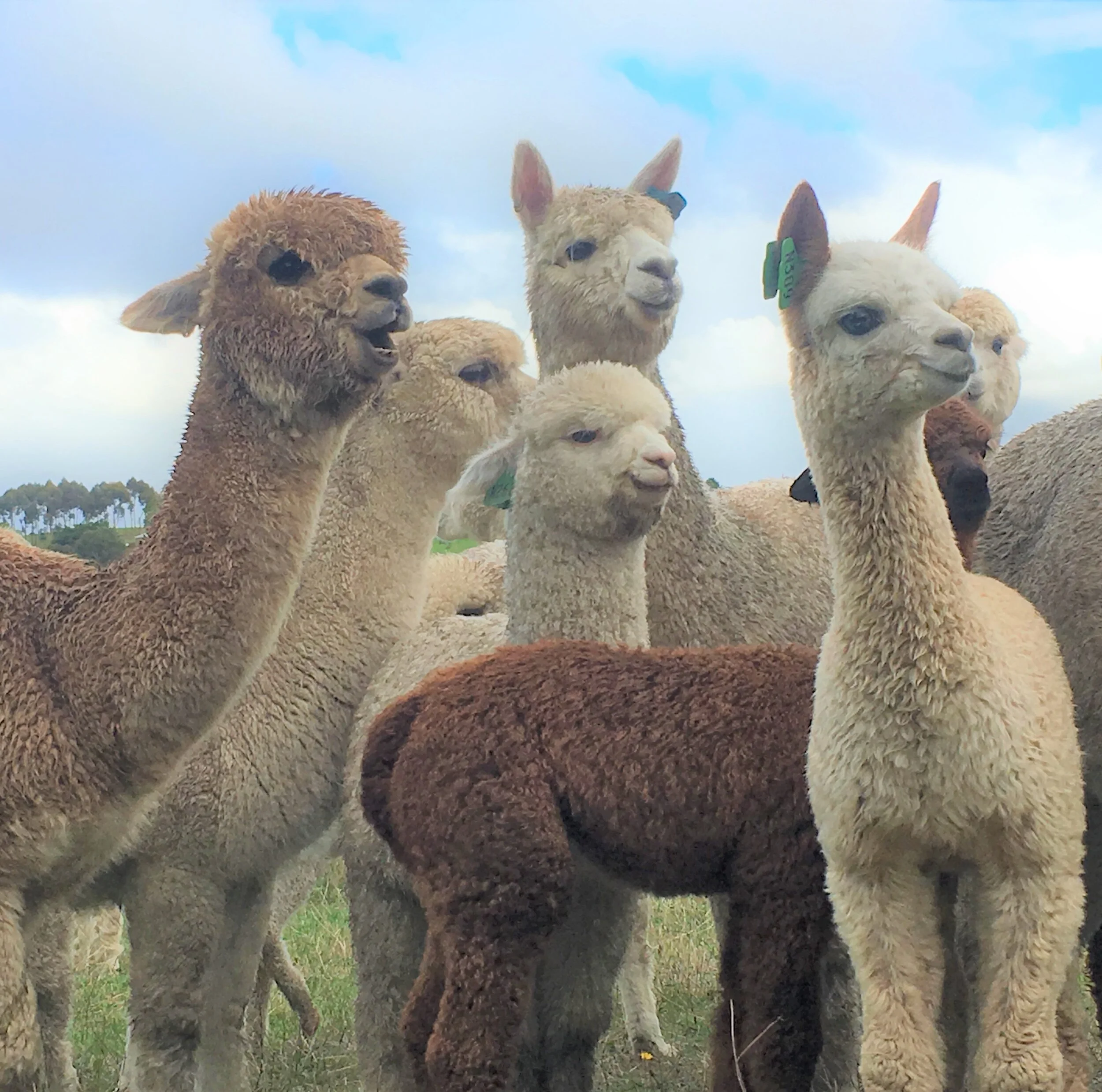 Adelaide Alpacas Farm Tour safari Alpacas