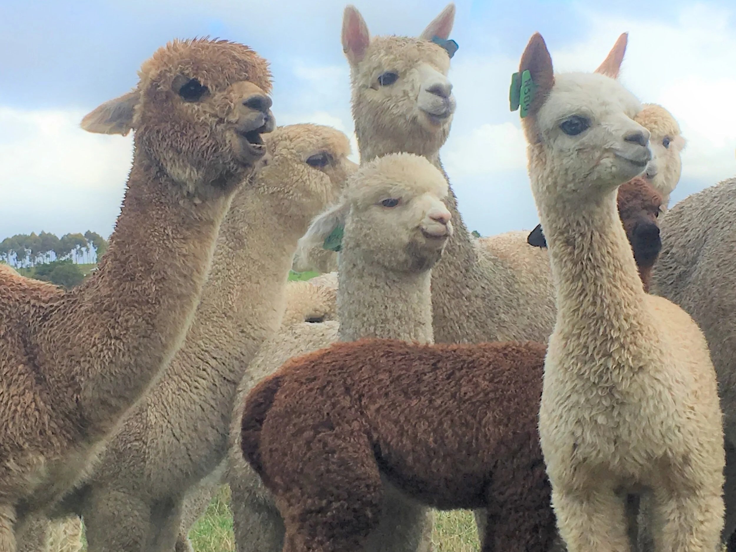 Adelaide Alpacas Farm Tour safari Alpacas