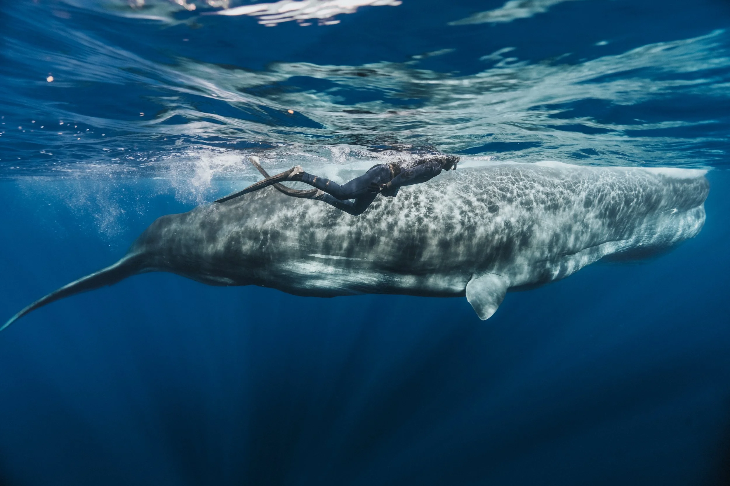 A scuba diver swimming adjacent to a large whale shark underwater.