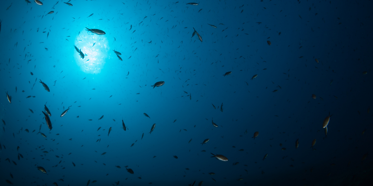 Choosing the Right Underwater Photography Equipment: A Beginner’s Complete Guide