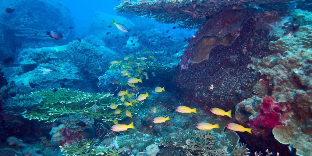 Why Your Underwater Stock Footage Looks Murky and How to Achieve Crystal-Clear Results Every Time