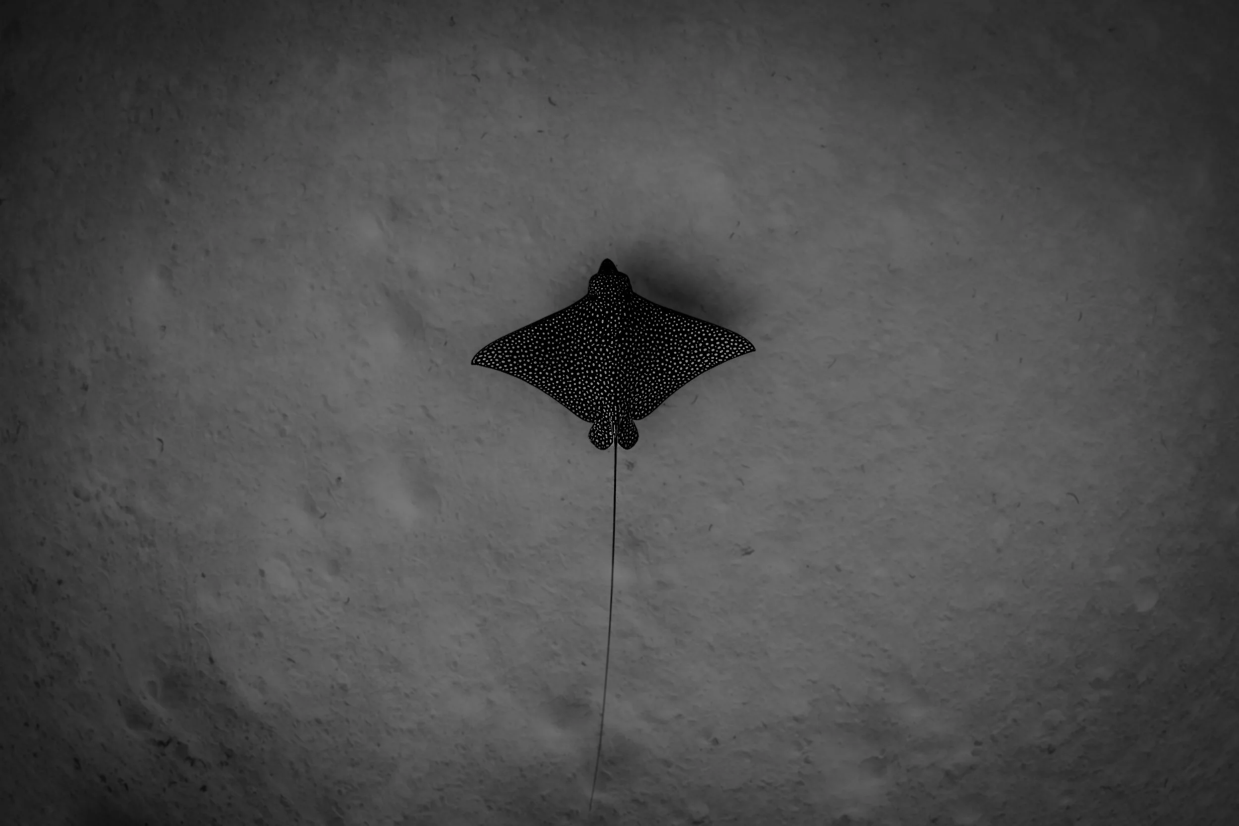 DSC01406-2.jpg