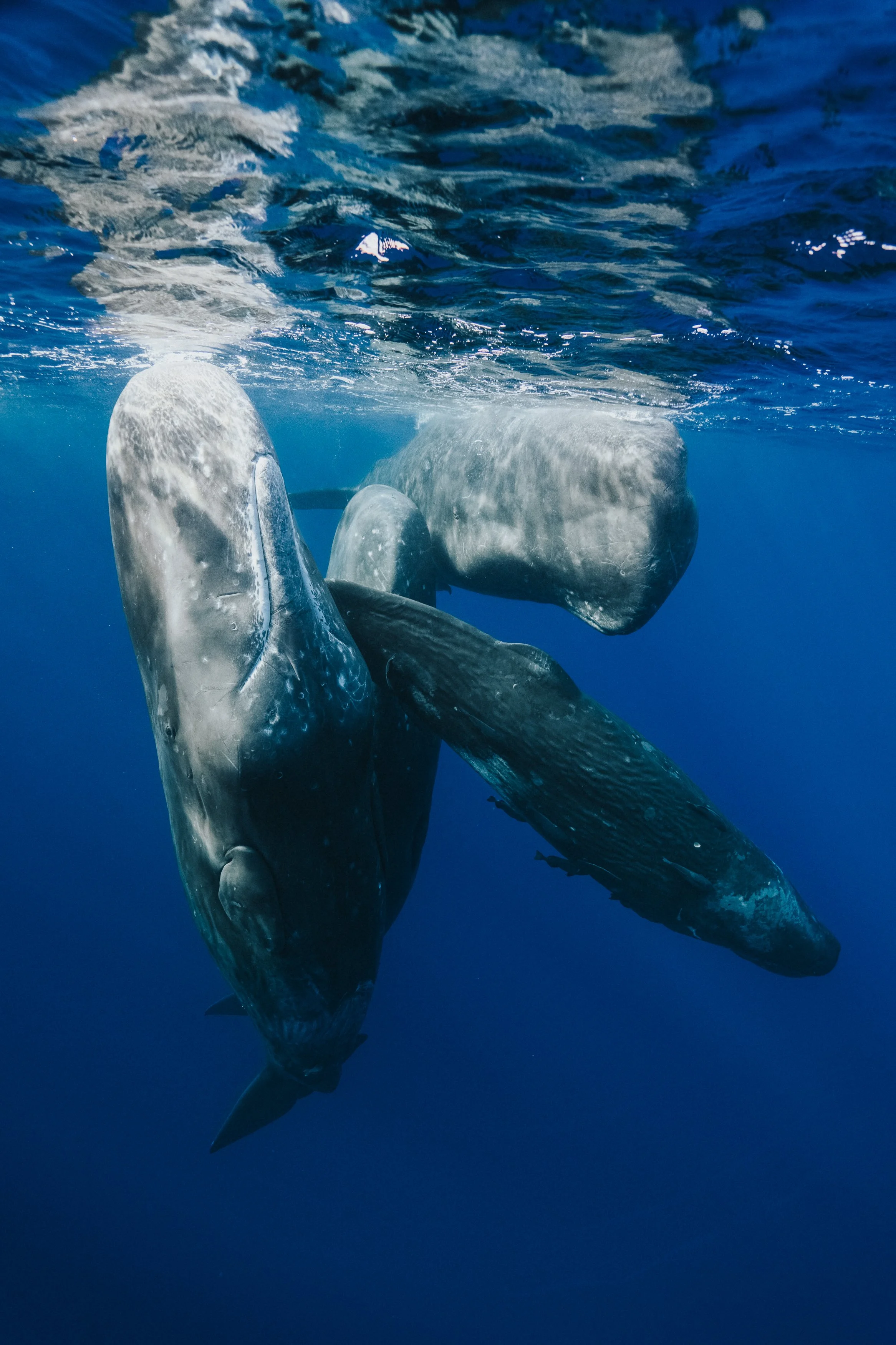 Two whales swimming underwater in the ocean.