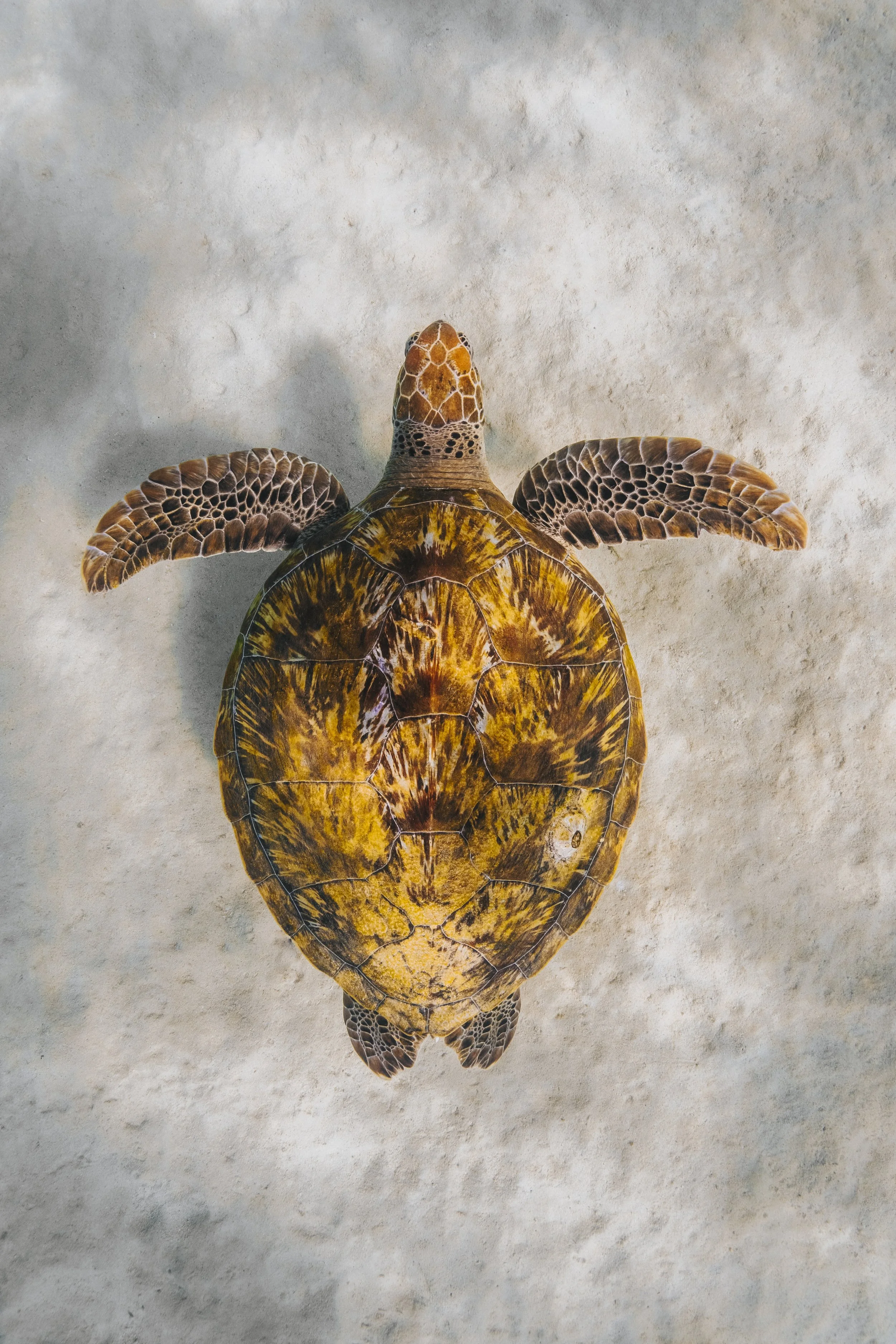 A top-down view of a sea turtle swimming over a sandy ocean floor.