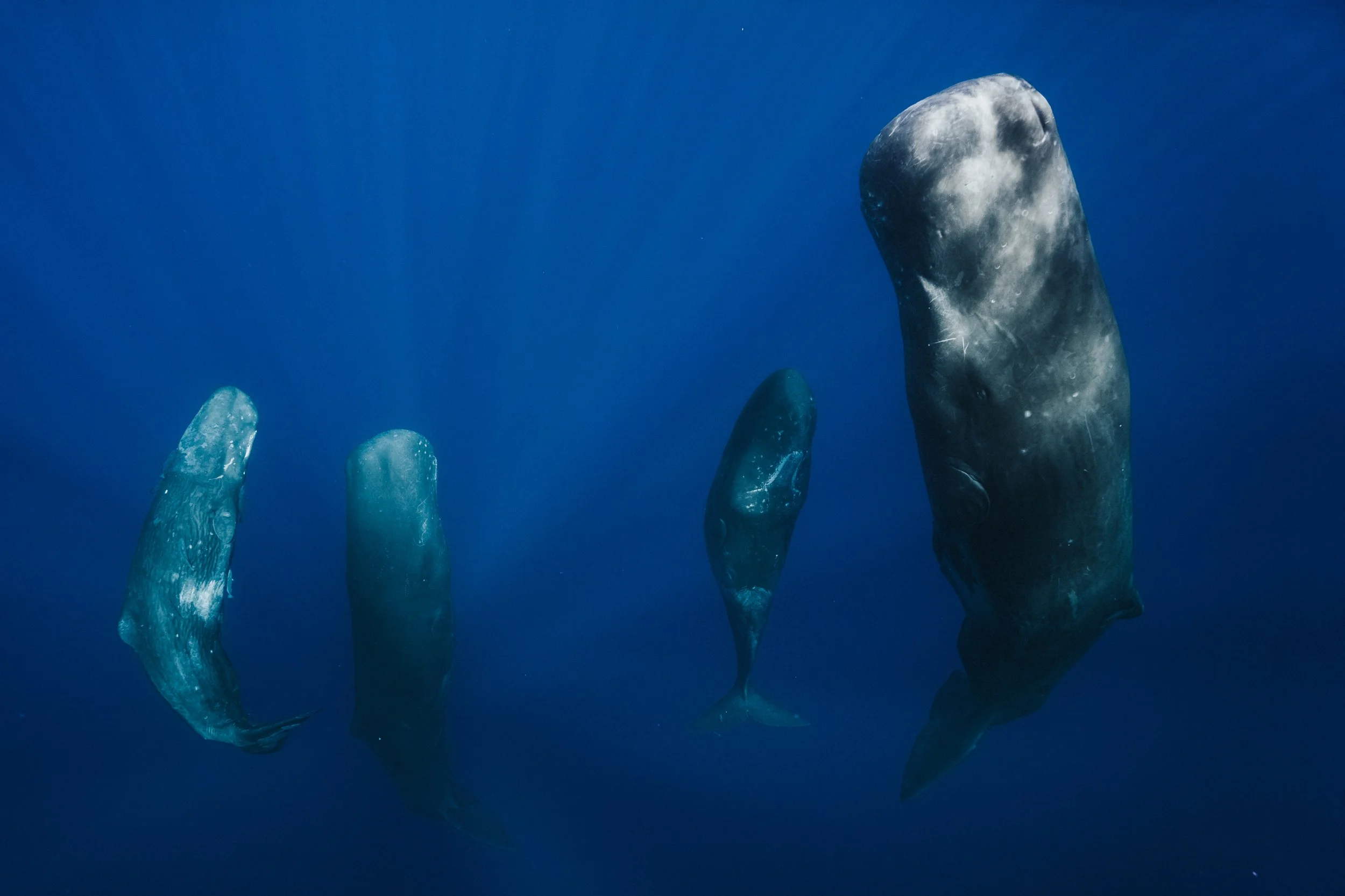 Four whales swimming downward in the deep blue ocean.
