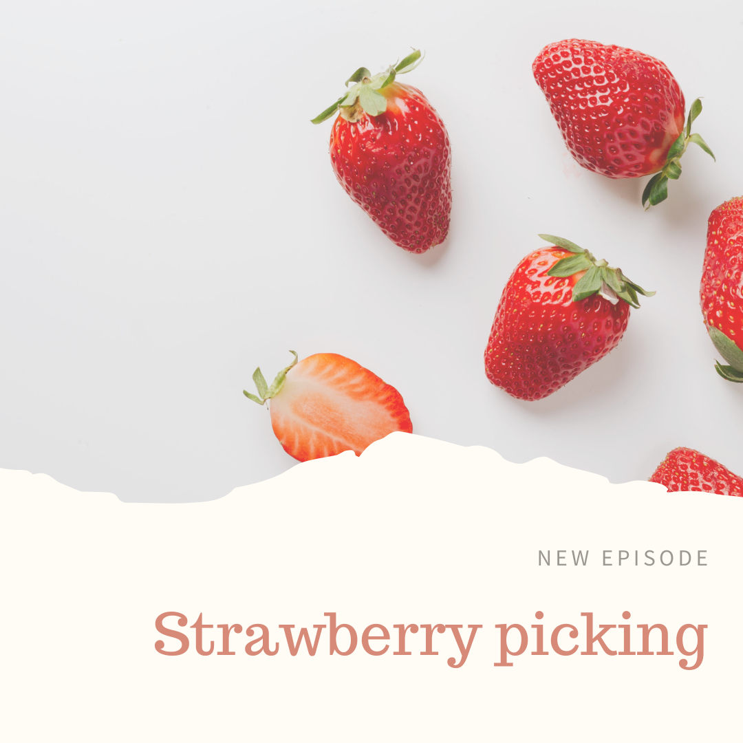 58_Strawberry picking_いちご狩(が)り