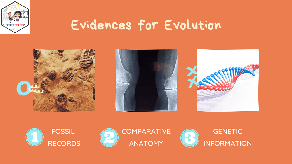 [BIOLOGY] Evidence for Evolution - Comparative Anatomy — Filipino ...