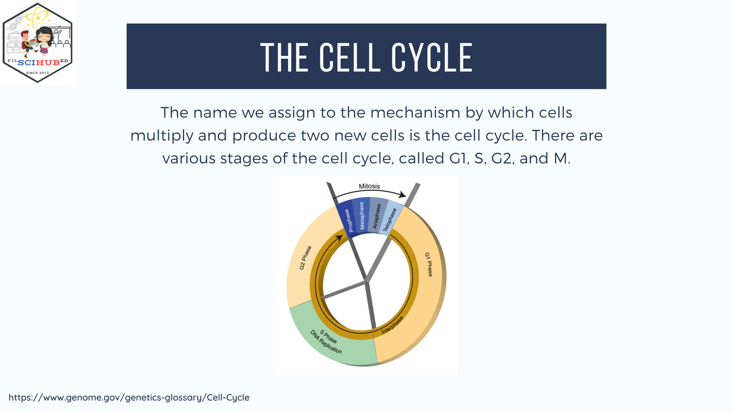[BIOLOGY] Cell Cycle