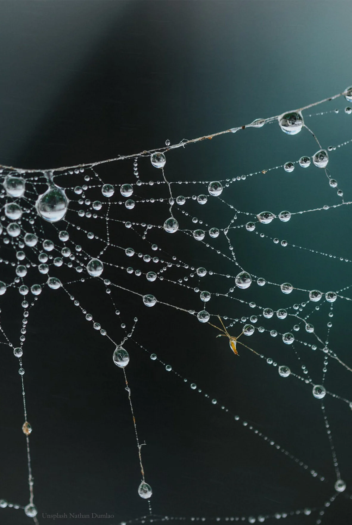 210128_SPIDER  copy.jpg