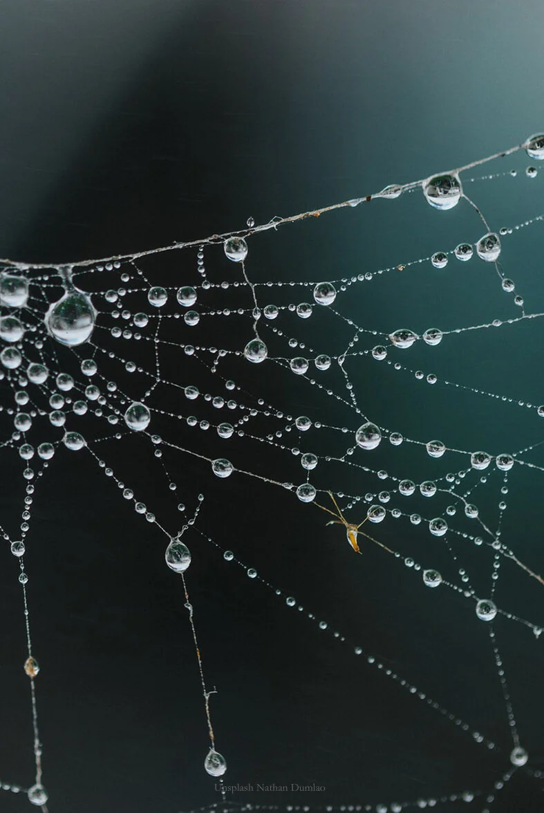 210202_How_etica_works_Spidernet_Nathan Dumlao.jpg